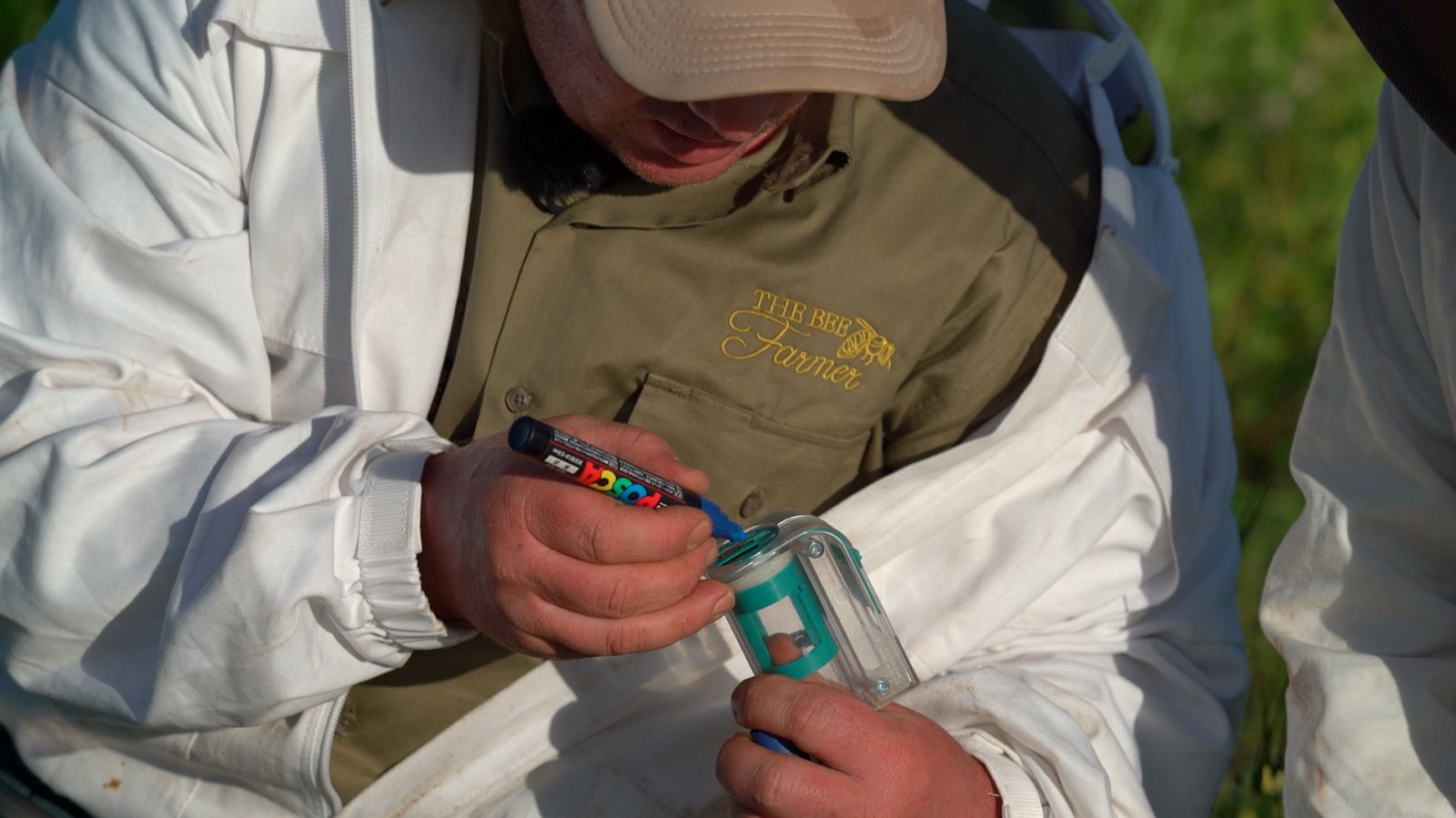 Beginner Beekeeping Basics: Finding the Queen