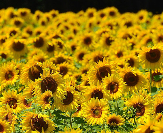 Australian Beekeeping Associations – Should You Join?