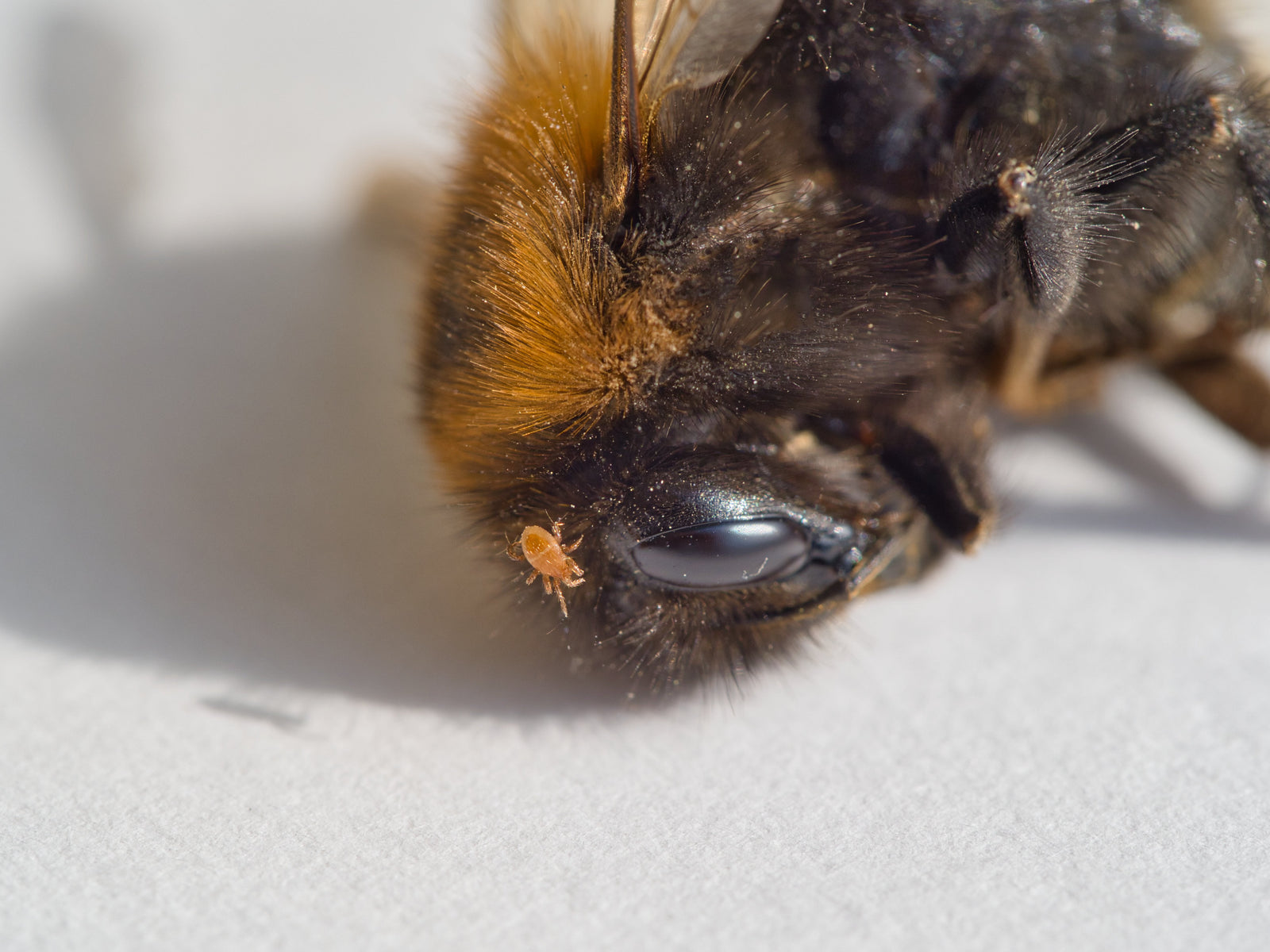 Maximising Synthetic Varroa Mite Treatment Effectiveness in Australia