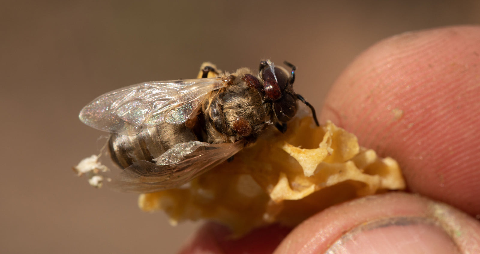 Breeding Varroa-Resistant Bees: New Zealand's Breakthroughs