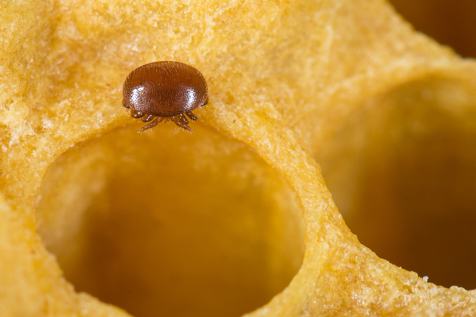 Varroa Mite or European Foul Brood? How to tell the difference.