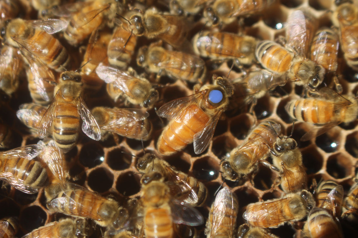 ITALIAN MATED QUEENS
