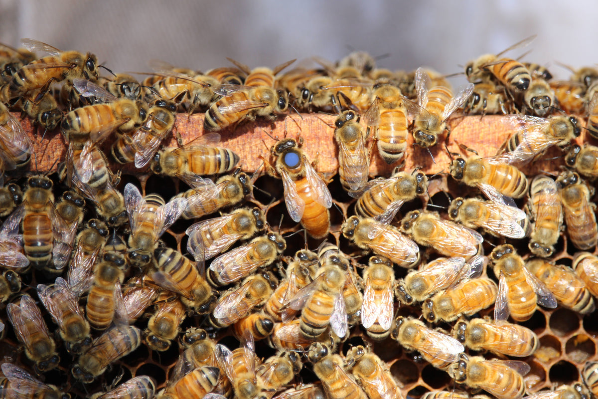 ITALIAN MATED QUEENS