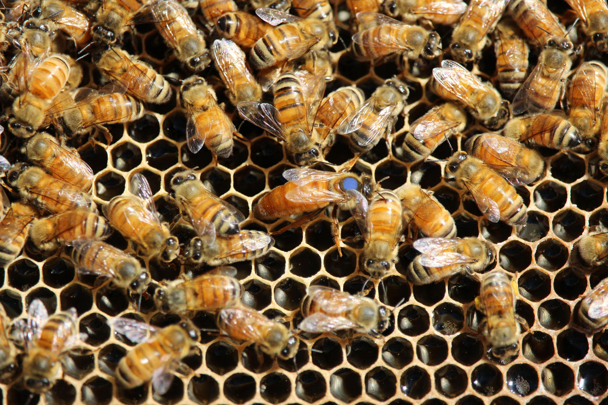 ITALIAN MATED QUEENS