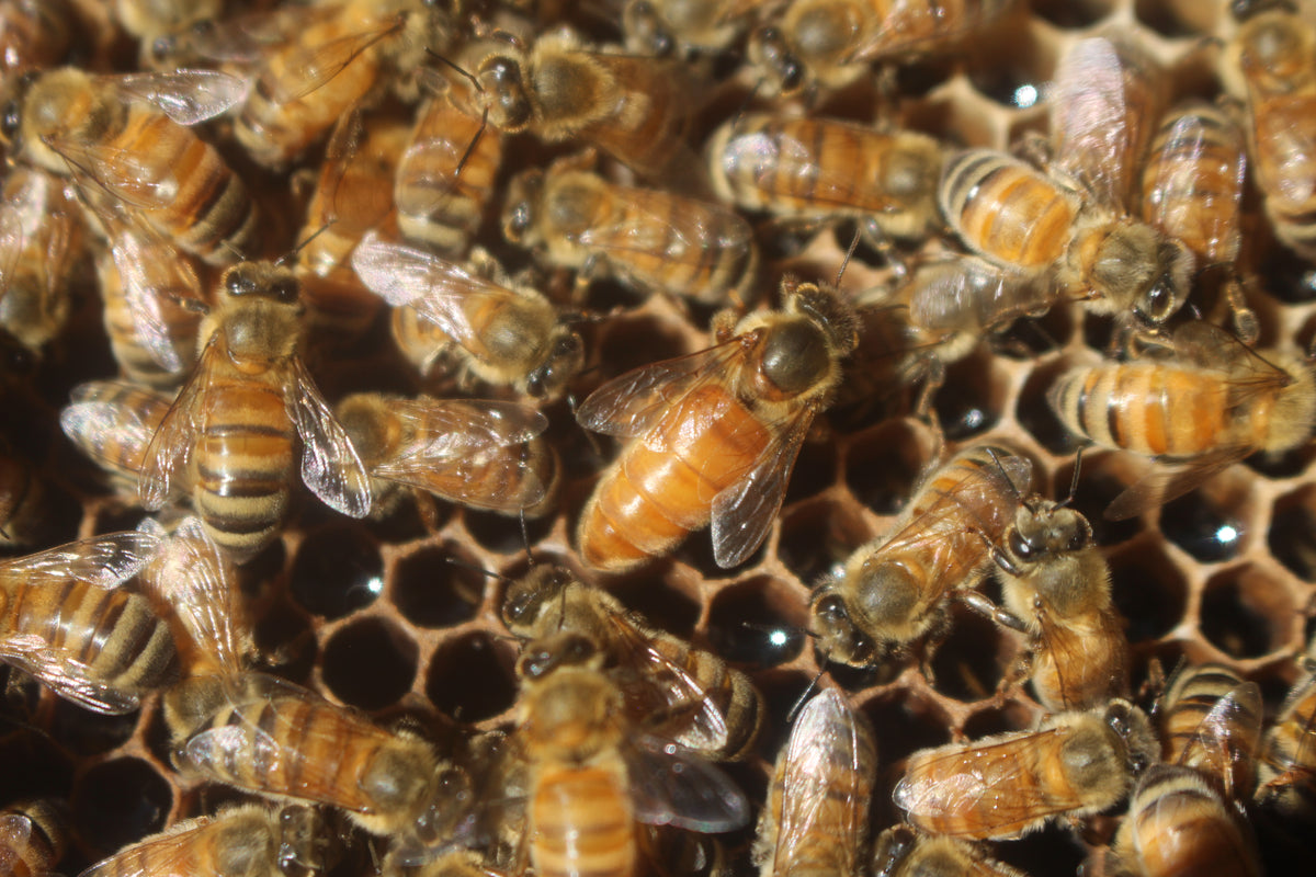 ITALIAN MATED QUEENS