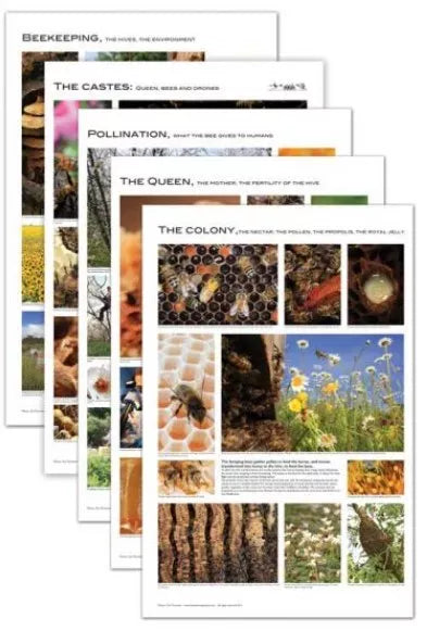 Set of 5 Beekeeping Posters